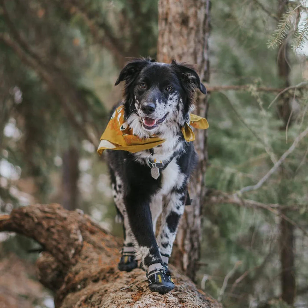 Wasserfeste Winter Hundeschuhe Kalte Temperaturen